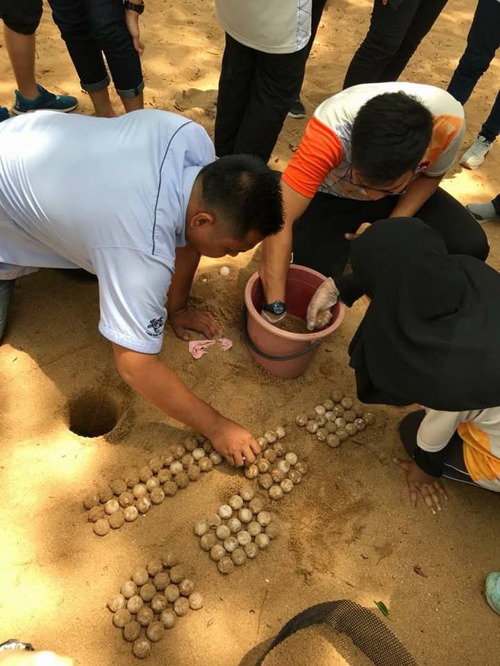 penanaman telur penyu